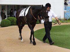 20150926 中山7R 3歳上500万下 マイネルサージュ 02