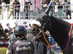 20140316 中山6R ショウナンラグーン 10