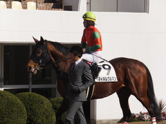 20160116 中山7R 4歳上500万下 マイネルグルマン 13