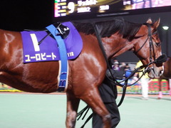20181205 大井11R 勝島王冠(S2) ユーロビート 13