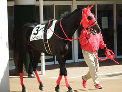 20180303 中山2R 3歳未勝利 ノーザンクリス 02