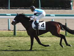 20160124 中山5R 3歳未勝利 アークアーセナル 16