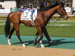 20150221 東京6R 4歳上500万下 マイネルグルマン 02