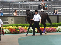 20160619 東京9R 芦ノ湖特別(1000) マイネルサージュ 09