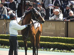 20150221 東京5R 3歳未勝利 トーセンカナロア 09