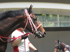 20170514 京都5R 3歳未勝利 ホウオウドリーム 04