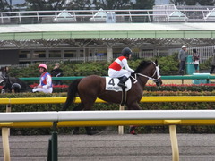 20131109 東京 ショウナンアポロン 08