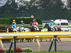 20131109 東京 ショウナンアポロン 09