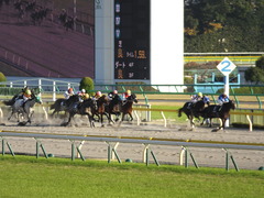 20141116 東京10R ショウナンアポロン 13