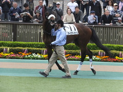 20160423 東京5R 3歳未勝利 アークアーセナル 03