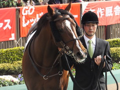 20160131 東京7R 4歳上500万下 プエルト 09