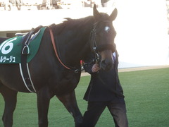 20190105 中山11R 中山金杯(G3) マイネルサージュ 05