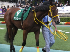 20151031 東京11R アルテミスS(G3) テイケイレーヴ 01