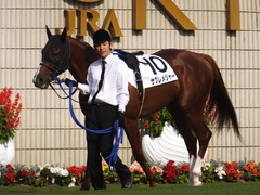 20151024 京都1R 2歳未勝利 サクレメジャー 07