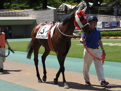 20140517 東京7R ショウナンアポロン 07