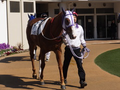 20160227 中山4R 4歳上障害未勝利 バシニアティヴ 06