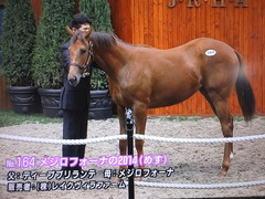 フォーナ2014