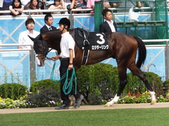 20150921 中山9R 白井特別 ロジダーリング 06
