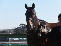 2013 中山競馬場 オウケンブラック 20