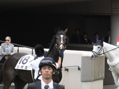 20160605 東京4R 3歳未勝利 ツボミ 15