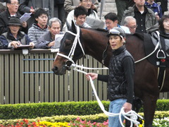 20141108 東京9R ショウナンアポロン 06