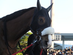 20151229 大井10R 東京大賞典 (G1) ユーロビート 05