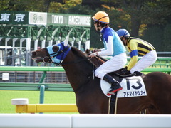 20171111 東京7R (500) アドマイヤシナイ 17