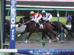 20151004 中山12R 内房S 3歳上1600万下 ショウナンアポロン 14