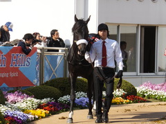 20140412 中山11R ニュージーランドT ショウナンアチーヴ 04
