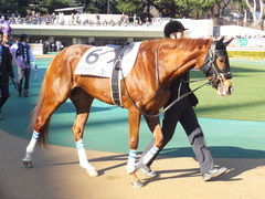 20160131 東京1R 3歳未勝利 ホウオウマリリン 02
