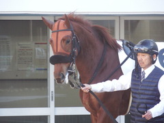 20181228 中山2R 2歳牝馬未勝利 パーフェクトワン 07