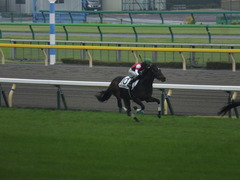 20141012 東京4R ウインメアリー 08