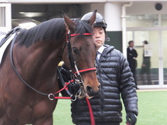 20160123 中山12R 4歳上500万下 トーセンカナロア 05