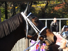 20141116 東京10R ショウナンアポロン 07