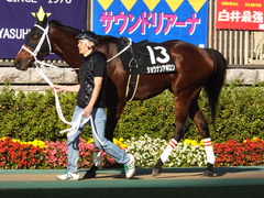 20141116 東京10R ショウナンアポロン 02