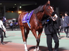 20181205 大井11R 勝島王冠(S2) ユーロビート 14