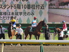 20161008 東京11R サウジアラビアRC(G3) クライムメジャー 17