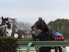 20140126 中山9R オウケンブラック 18