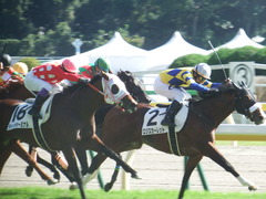 20181021 東京6R (500) ロジスカーレット 27