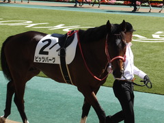 20161015 東京6R (500) ピッツバーグ 10