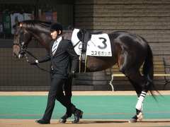 20150221 東京2R 3歳未勝利 コスモポッポ 02
