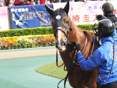 20161127 東京7R ベゴニア賞 クライムメジャー 12
