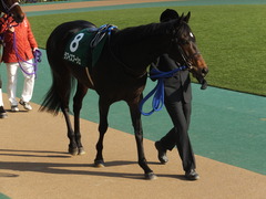 20150221 東京11R ダイヤモンドS(G3) ラブイズブーシェ 04