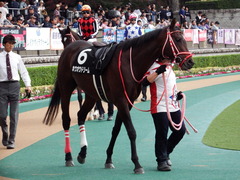 20171104 東京9R 南武特別(1000) ホウオウドリーム 11