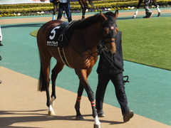 20150221 東京9R 4歳上1000万下 オウケンブラック 03