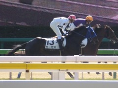 20170204 東京4R 4歳上障害未勝利 モーゼス 20
