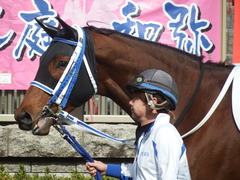 20190209 東京3R 3歳未勝利 シホノフォルテ 07