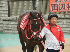 20181104 東京11R AR共和国杯(G2) ホウオウドリーム 07
