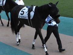 20141025 東京12R ゴールウェイ 07