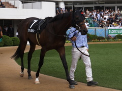 20150927 中山9R 芙蓉S プロディガルサン 10